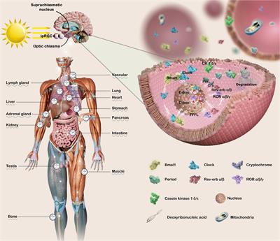 Targeting the circadian modulation: novel therapeutic approaches in the management of ASD